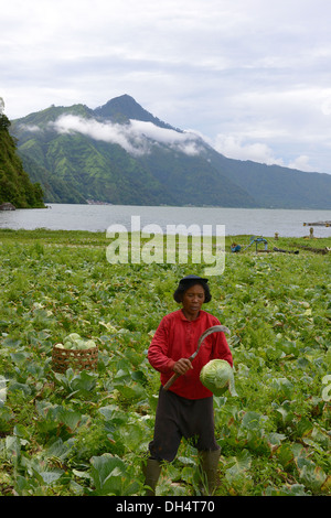 Indonesien, Bali, Batur See, Kohl-Ernte Stockfoto