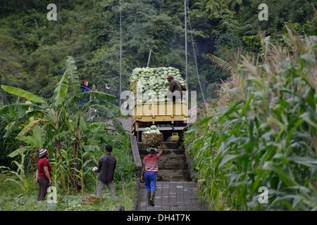 Indonesien, Bali, Batur See, Kohl Ernte, Frau Kohl auf dem Kopf an den LKW Stockfoto