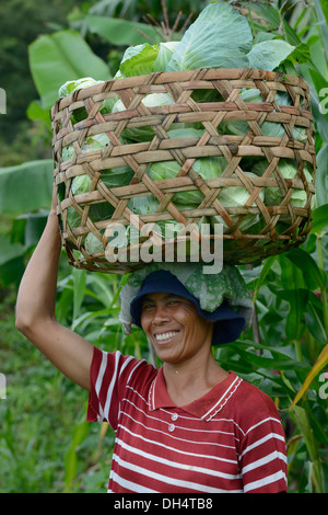 Indonesien, Bali, Batur See, Kohl Ernte, Frau Kohl auf dem Kopf tragen Stockfoto