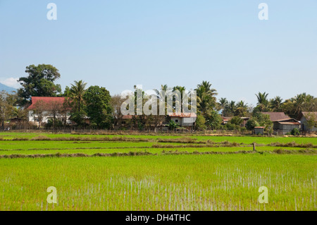 Horizontale Landschaft von einem typischen Reisfeld Paddy und Wirtschaftsgebäuden auf dem Lande in Laos. Stockfoto