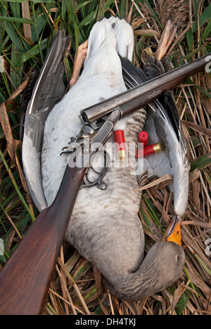 Graugans (Anser Anser) mit englischen Hammer 12bore Schrotflinte erschossen Stockfoto