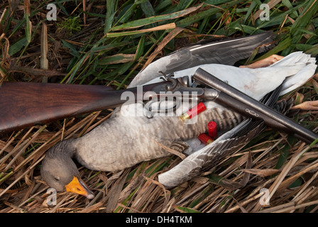 Graugans (Anser Anser) mit englischen Hammer 12bore Schrotflinte erschossen Stockfoto