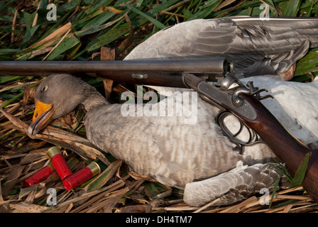 Graugans (Anser Anser) mit englischen Hammer 12bore Schrotflinte erschossen Stockfoto