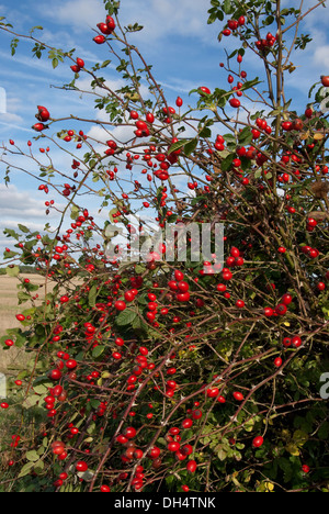 Hundsrose (Rosa Canina) Hüften in englischen Landschaft Hecke im Herbst Stockfoto