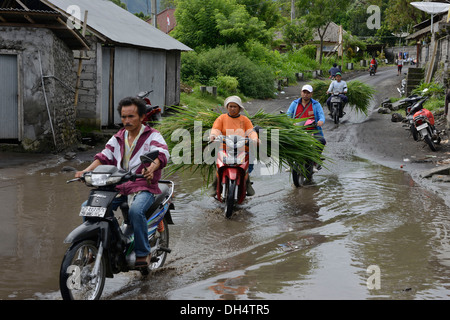 Indonesien, Bali, Batur See, immer wieder aus dem Feld nach Regen von Motorrad-Fortbewegung Stockfoto