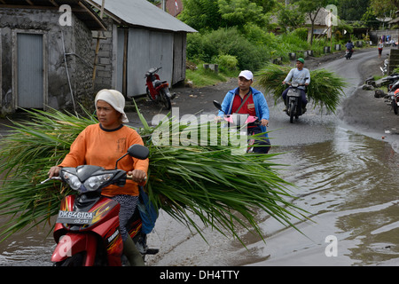Indonesien, Bali, Batur See, immer wieder aus dem Feld nach Regen von Motorrad-Fortbewegung Stockfoto