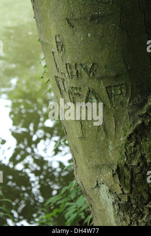 junge Liebe, geschrieben auf einem Baum Stockfoto