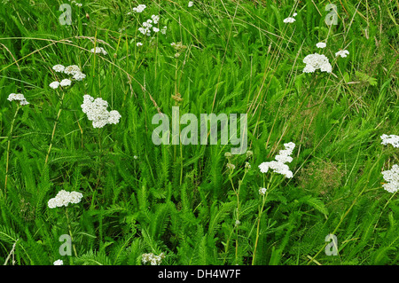 Blätter und Blüten von Achillea Millefolium wächst in Wildblumenwiese. Stockfoto