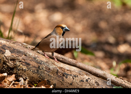 Männliche Vogel sitzend auf Baumstamm auf Waldboden. Stockfoto