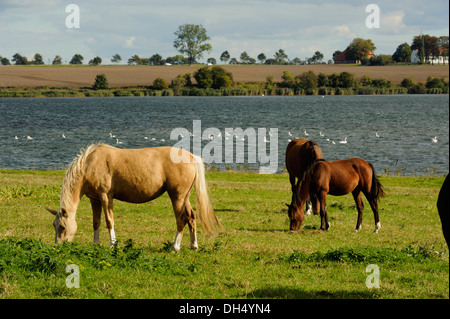 Pferde am Kirchsee Insel Poel Mecklenburg hierher Pommern, Deutschland Stockfoto