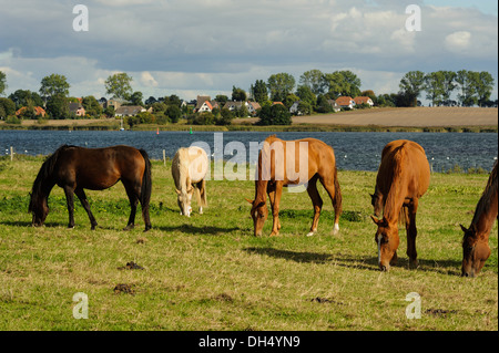 Pferde am Kirchsee Insel Poel Mecklenburg hierher Pommern, Deutschland Stockfoto