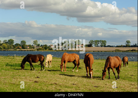 Pferde am Kirchsee, Insel Poel, Mecklenburg hierher Pommern, Deutschland Stockfoto