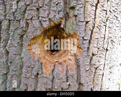 Specht Loch in einem Baum Stockfoto