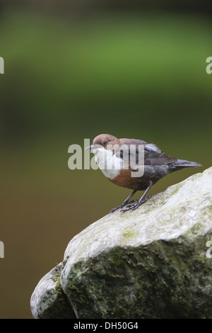 Europäische, weiße throated, Wasseramseln (Cinclus Cinclus) Stand auf Felsen Fluss. Yorkshire Dales, North Yorkshire, England, UK Stockfoto