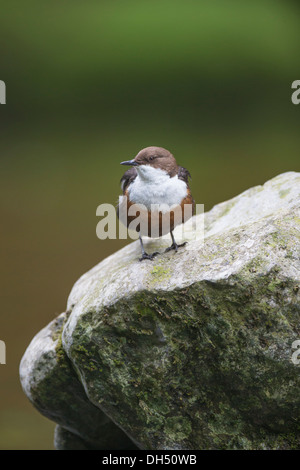 Europäische, weiße throated, Wasseramseln (Cinclus Cinclus) Stand auf Felsen Fluss. Yorkshire Dales, North Yorkshire, England, UK Stockfoto