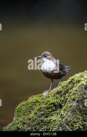 Europäische, weiße throated, Wasseramseln (Cinclus Cinclus) Stand auf bemoosten Felsen Fluss. Yorkshire Dales, North Yorkshire, England, UK Stockfoto