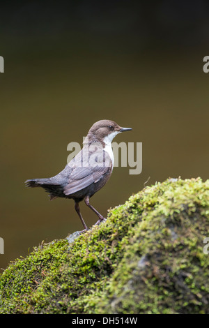 Europäische, weiße throated, Wasseramseln (Cinclus Cinclus) Stand auf bemoosten Felsen Fluss. Yorkshire Dales, North Yorkshire, England, UK Stockfoto