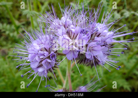 Lacy Phacelia (Phacelia Tanacetifolia) Stockfoto