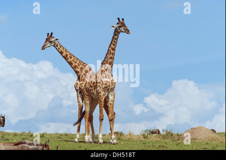 Zwei Giraffen (Giraffa Plancius), Kampfstiere, Massai Mara, Serengeti, Provinz Rift Valley, Kenia Stockfoto