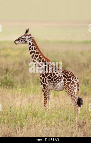 Giraffe (Giraffa Plancius), Kalb, Serengeti, Tansania Stockfoto