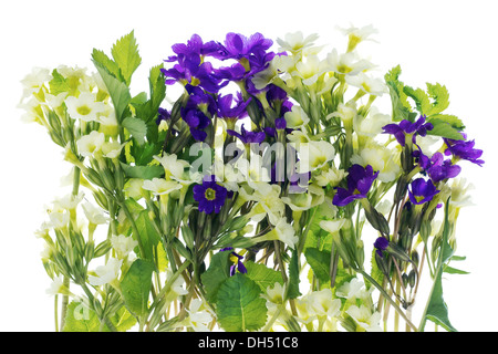 Bush der ersten Federn Blumen Stockfoto