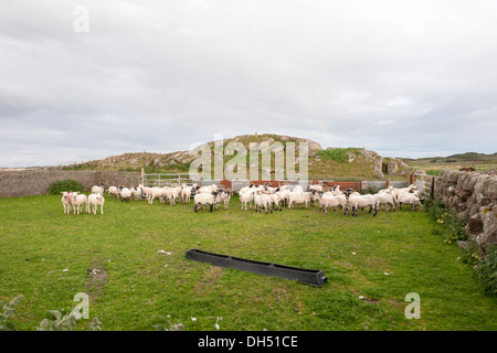 Schottische Schaf Landwirtschaft-Isle of Mull Stockfoto