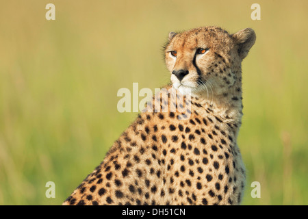 Gepard (Acinonyx Jubatus), Porträt, Massai Mara, Serengeti, Provinz Rift Valley, Kenia Stockfoto