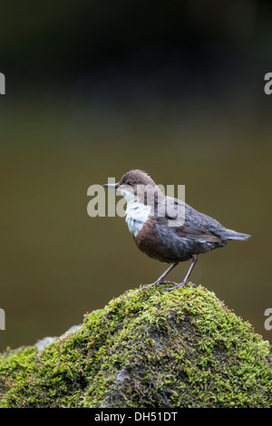 Europäische, weiße throated, Wasseramseln (Cinclus Cinclus) Stand auf bemoosten Felsen Fluss. Yorkshire Dales, North Yorkshire, England, UK Stockfoto