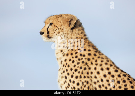 Gepard (Acinonyx Jubatus), Porträt, Massai Mara, Serengeti, Provinz Rift Valley, Kenia Stockfoto