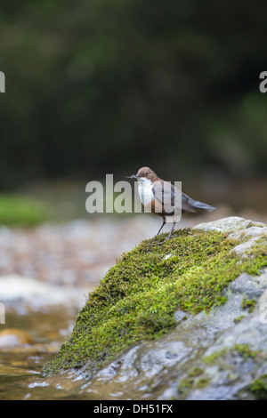 Europäische, weiße throated, Wasseramseln (Cinclus Cinclus) Stand auf bemoosten Felsen Fluss. Yorkshire Dales, North Yorkshire, England, UK Stockfoto