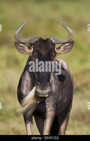 Gnus (Connochaetes Taurinus), Serengeti, Tansania Stockfoto