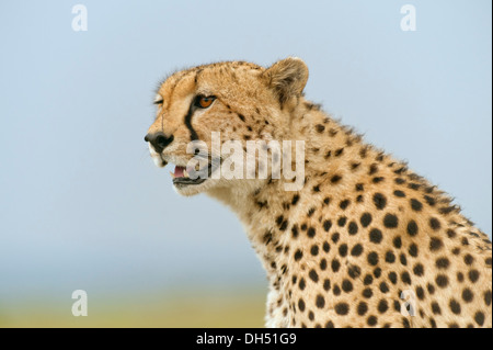 Gepard (Acinonyx Jubatus), Porträt, Massai Mara, Serengeti, Provinz Rift Valley, Kenia Stockfoto