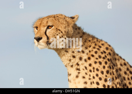 Gepard (Acinonyx Jubatus), Porträt, Massai Mara, Serengeti, Provinz Rift Valley, Kenia Stockfoto