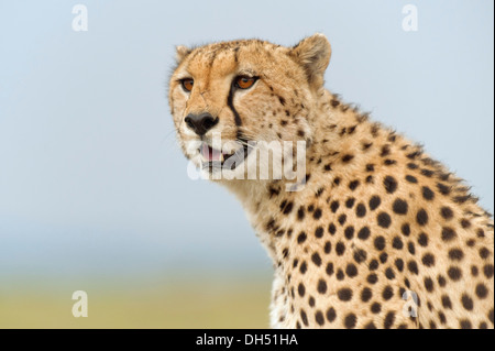 Gepard (Acinonyx Jubatus), Porträt, Massai Mara, Serengeti, Provinz Rift Valley, Kenia Stockfoto