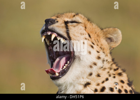 Gähnender Gepard (Acinonyx Jubatus), Massai Mara, Serengeti, Provinz Rift Valley, Kenia Stockfoto