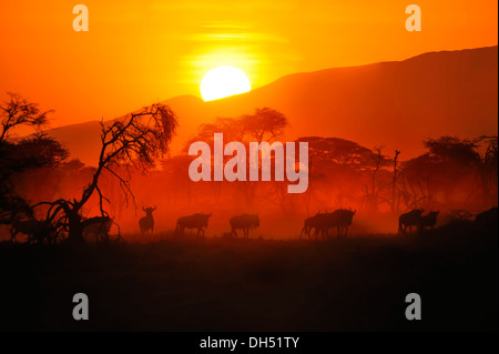 Migrieren von Herde Gnus (Connochaetes Taurinus) bei Sonnenaufgang, Serengeti, Tansania Stockfoto