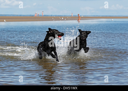 Zwei schwarze Retriever Hunde spielen, Flat – Coated Retriever, links, und Labrador Retriever, rechts, Abrufen von Spielzeug aus dem Wasser Stockfoto