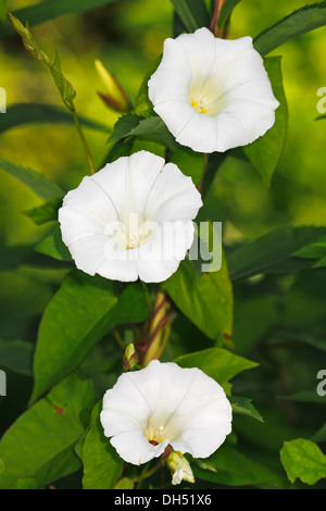 Blühende Hecke Ackerwinde oder Ladys Schlummertrunk (Calystegia Sepium SSP. Sepium, Convolvulus Sepium) Stockfoto