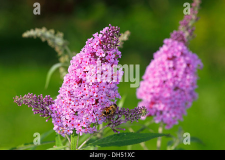 Lila Blüte Buddleja, Sommerflieder, Sommer Flieder oder Schmetterlingsstrauch (Buddleja 'Buzz Blue') Stockfoto