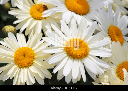 Shasta Daisy (Leucanthemum 'Broadway Lights'), Sorte, dekorative Blume Stockfoto