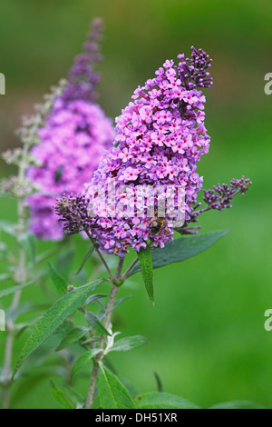 Lila Blüte Buddleja, Sommerflieder, Sommer Flieder oder Schmetterlingsstrauch (Buddleja 'Buzz Blue') Stockfoto