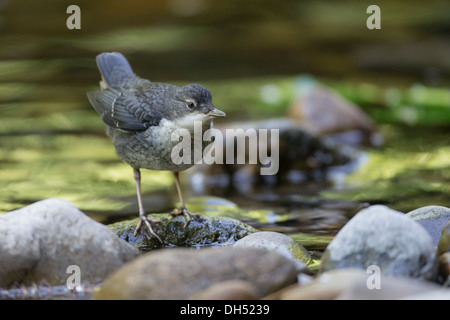 Juvenile europäische, weiße-throated, Wasseramseln (Cinclus Cinclus) stand im Fluss. Yorkshire Dales, North Yorkshire, England, UK Stockfoto