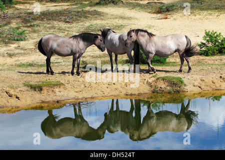 Konik-Pferde, Zucht, Rückseite der Tarpan zu züchten, an einem Wasserloch mit ihrem Spiegelbild im Wasser Stockfoto