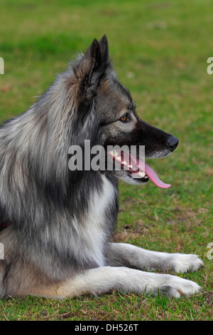 Deutscher Schäferhund Mischling, Männlich Stockfoto