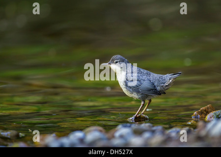 Juvenile europäische, weiße-throated, Wasseramseln (Cinclus Cinclus) stand im Fluss. Yorkshire Dales, North Yorkshire, England, UK Stockfoto