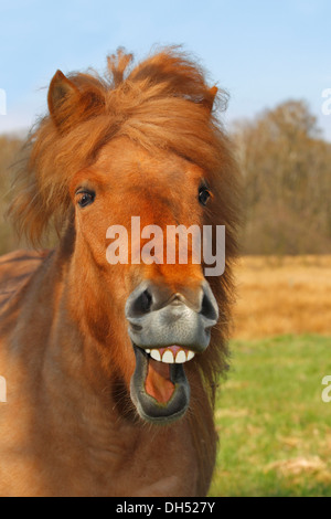 Isländische Pferd oder Pony, Stute Wiehern und lachen Stockfoto