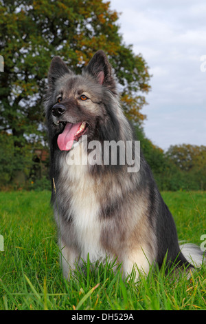 Deutscher Schäferhund Mischling, Männlich Stockfoto