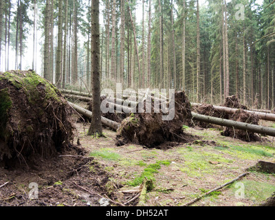 umgestürzte Bäume - von einem Sturm entwurzelt Bäume Stockfoto