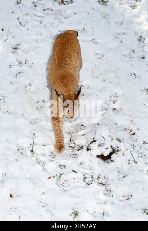 Eurasischer Luchs (Lynx Lynx, Felis Lynx) im Schnee, Niedersachsen, Deutschland Stockfoto