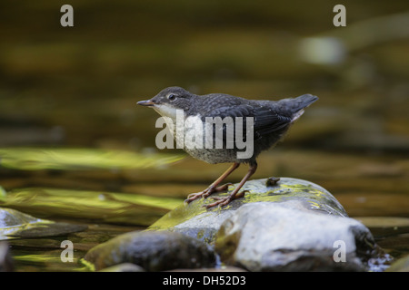 Juvenile europäische, weiße-throated, Wasseramseln (Cinclus Cinclus) stand im Fluss. Yorkshire Dales, North Yorkshire, England, UK Stockfoto